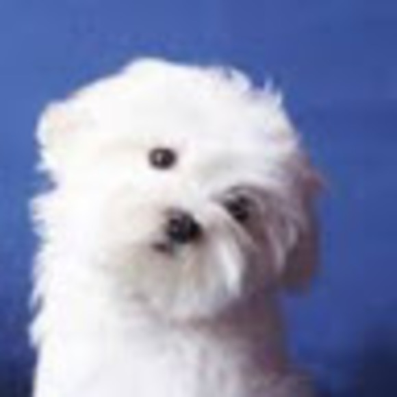 Meet your Posher, Diana - Picture 1 of 1